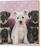 Miniature Schnauzer Puppies Wood Print