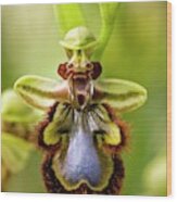 Mirror Orchid (ophrys Speculum) Flower Wood Print