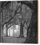 Misty Walk Through The Oak Trees Wood Print