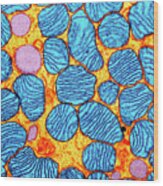 Mitochondria Wood Print