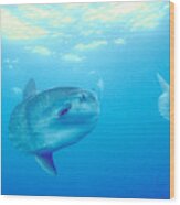 Mola Mola Wood Print