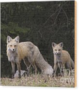 Momma Fox With Her Kit Wood Print