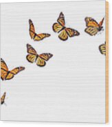 Monarch Butterflies In Various Flying Wood Print