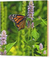 Monarch Butterfly 1 Wood Print