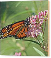 Monarch Butterfly On Milkweed Wood Print