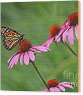 Monarch On Garden Coneflowers Wood Print