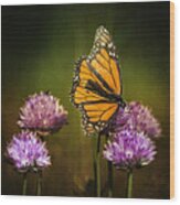 Monarch On Moody Chives Wood Print
