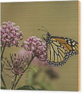 Monarch On Swamp Milkweed Wood Print