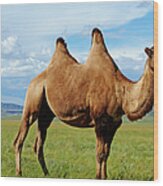 Mongolia,  Zavkhan, Bactriane Camel On Wood Print