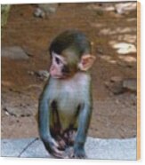 #monkey #baby #cute #pet #kawayi #keai Wood Print