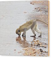 Monkey Drinking Water From Small Pond Wood Print