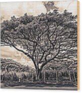 Monkey Pod Tree Wood Print