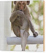Monkeys Cute Sitting On A Steel Fence Wood Print