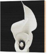 Monochrome Calla Lily Isolated On Black Wood Print