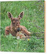 Moose Calf Under Willow Wood Print
