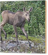 Moose Calf Wood Print