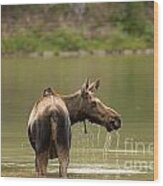 Moose Cow In Glacier National Park Wood Print