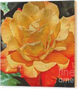 Morning Dew On A Yellow Rose Wood Print