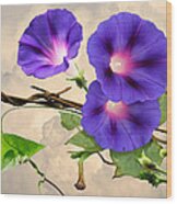 Morning Glory And Barbed Wire Wood Print