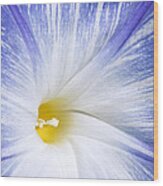 Morning Glory Flower Wood Print