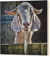 Mortimer The Goat Wood Print