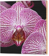 Moth Orchid Patterns Wood Print