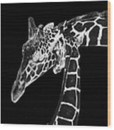 Mother And Baby Giraffe Wood Print