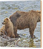 Mother Brown Bear And Cubs Resting On Shore Wood Print