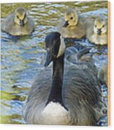 Mother Goose And Brood Wood Print