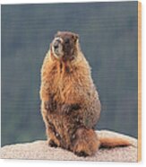 Mother Marmot Wood Print