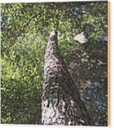 Mother Pine Wood Print