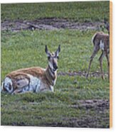 Mother Pronghorn Antelope And Young Wood Print