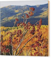 Mountain Ash Berries, Colorado Landscape Wood Print