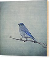 Mountain Blue Bird Wood Print