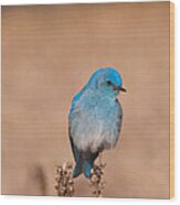 Mountain Bluebird Wood Print