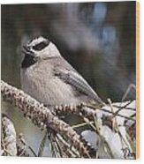 Mountain Chickadee Sings Wood Print