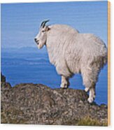 Mountain Goat On Klahane Ridge Wood Print