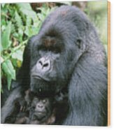 Mountain Gorilla And Infant Wood Print