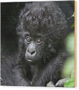 Mountain Gorilla Infant Wood Print