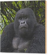 Mountain Gorilla Sub-adult Male Rwanda Wood Print