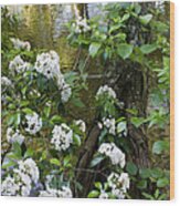 Mountain Laurel 1 Wood Print