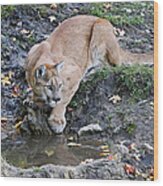Mountain Lion At The Spring Wood Print
