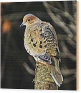 Mourning Dove On Post Wood Print