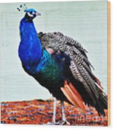 Mr. Peacock Wood Print