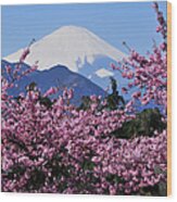 Mt Fuji And Cherry Blossom Wood Print