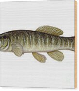 Mud Minnow Wood Print