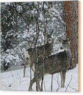 Mule Deer Does In A Snowfall Wood Print