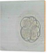 Multi-celled Embryo Wood Print