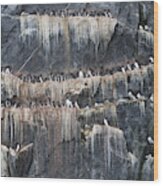 Murres And Kittiwakes Wood Print