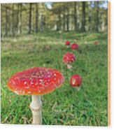 Muscaria Family Wood Print